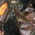 NYMPHALIDAE, Memphis